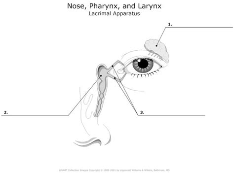 Nose Pharynx And Larynx Lacrimal Apparatus