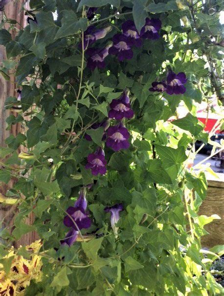 20+ best fast growing flowering vines and climbing plants to provide shade, colors and fragrance, create flowering vines for fence and pergolas. Shade-Tolerant Flowering Climbers | Flowering vines ...