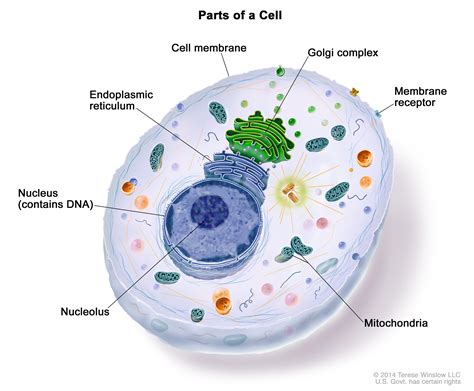 In animal cells, energy is produced from food (glucose) via a process of cellular respiration. Dictionary of Cancer Terms