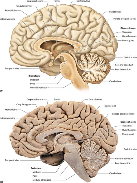 Physiology And Anatomy Of The Brain