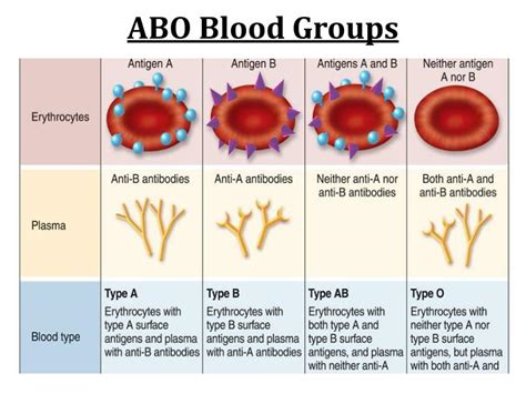 Receiving blood from the wrong abo pregnant women are always given a blood group test. PPT - ABO Blood Groups PowerPoint Presentation - ID:2847004
