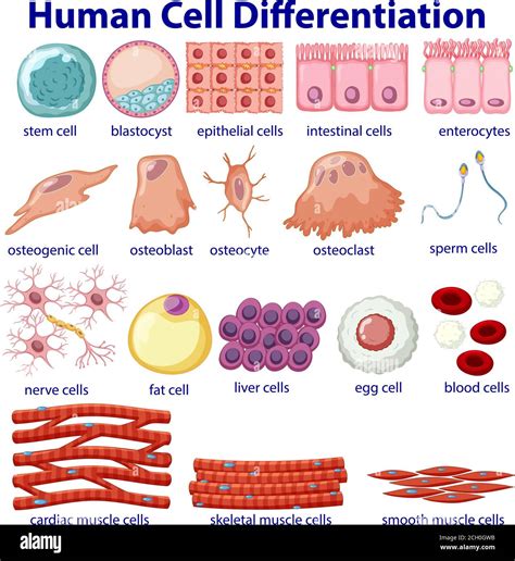 Information Poster Of Cellular Differentiation Illustration Stock