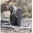 Elephant Stuck In The Mud – BirdLife Port Natal