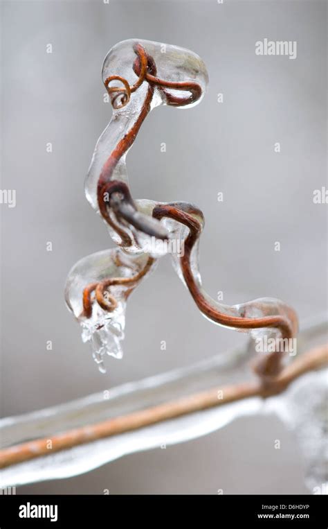Icicles Branch Twig Hi Res Stock Photography And Images Alamy
