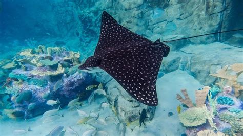 Spotted Eagle Ray Facts