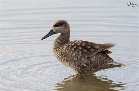 Cerceta Pardilla Marmaronetta Angustirostris Marbled Teal Flickr