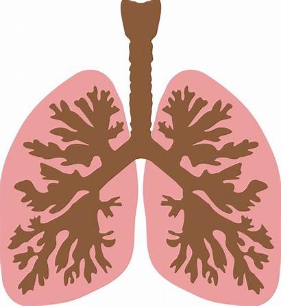 Respiratory Rate Importance Lungs