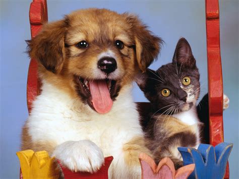 Dogs And Cats Backgrounds Wallpaper High Quality Wallpaperswallpaper