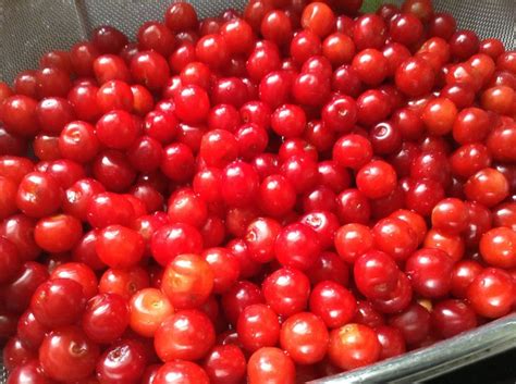 Fresh Picked And Pitted Sour Cherries With Images Red Sour Cherry