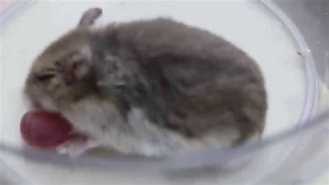 A Hamster Has An Everted Cheek Pouch Pt 1 Youtube