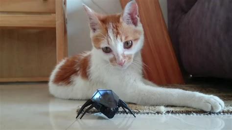 Rc Bug Vs Cat Youtube