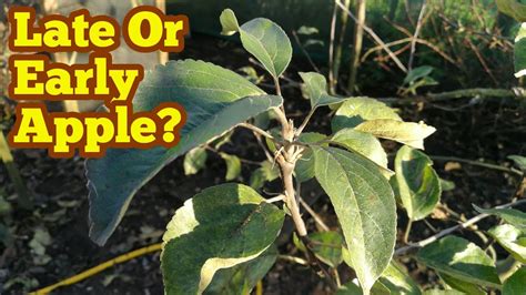 How To Identify Late Or Early Apples By Their Leaves Youtube