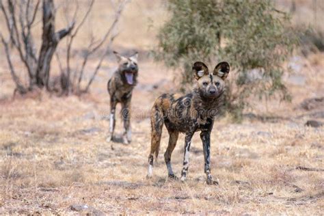 African Wild Dog Mating Pair In South Africa Stock Photo Image Of