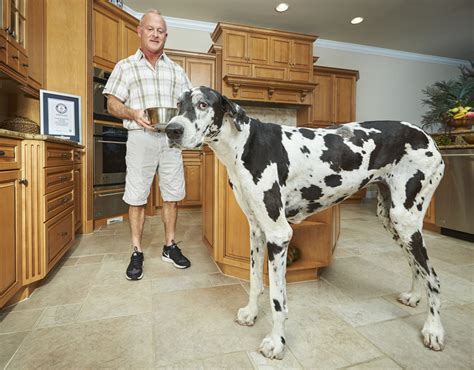 Lizzy Claimed The Guinness World Record For The Tallest Dog Guinness