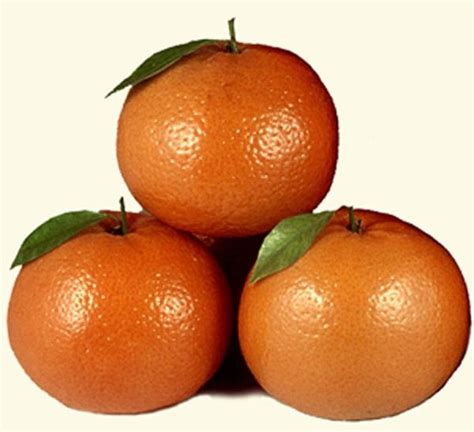 Fresh Citrus Fruit Mandarinpakistan Price Supplier 21food