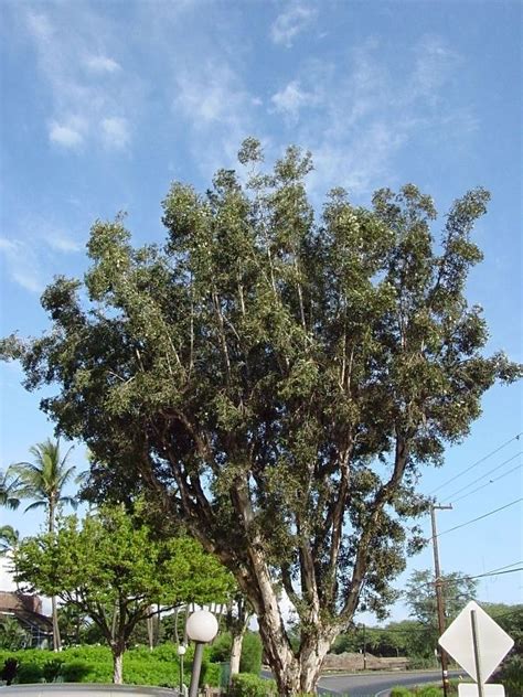 Plantfiles Pictures Melaleuca Broad Leaved Paperbark Punk Tree Tree