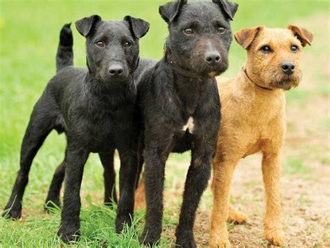 Patterdale Terrier Dog Breed Information, Images, Characteristics, Health