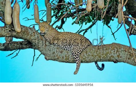 Leopard Lying Sausage Tree Stock Photo 1335645956 Shutterstock