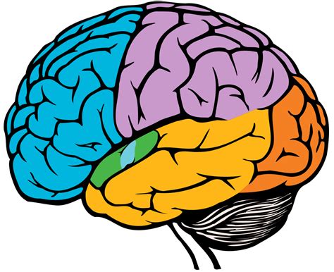 Brain Image Png 20 Free Cliparts Download Images On Clipground 2023
