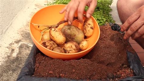 Cultivo De Patatas En Maceto Huerto Casero Huerto Urbano Tutorial 🍅🍏