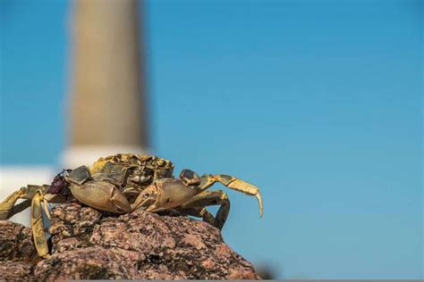 12 Types Of Crabs In Florida With Pictures Wildlife Informer