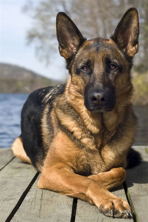 35 Best Large Dog Breeds Top Big Dogs List And Pictures