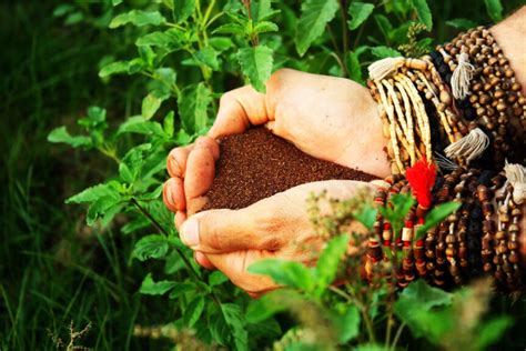 How To Grow Tulsi Holy Basil Organic India