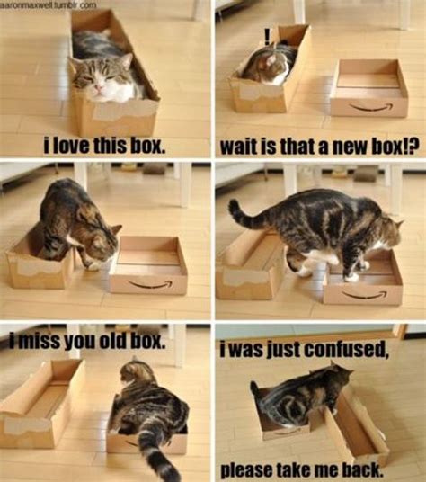 Kittys Love For Boxes Cute Animals Cats Crazy Cats