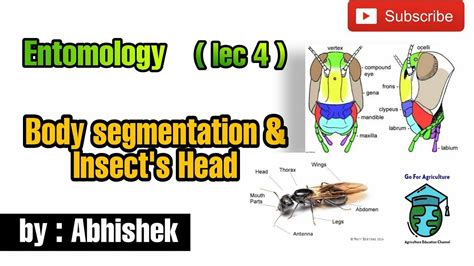 Insect Body Segmentation Insects Head And Types Entomology Lec 4