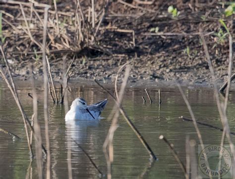 Ebird Caribbean Checklist Apr Woodbourne Shorebird Refuge Species