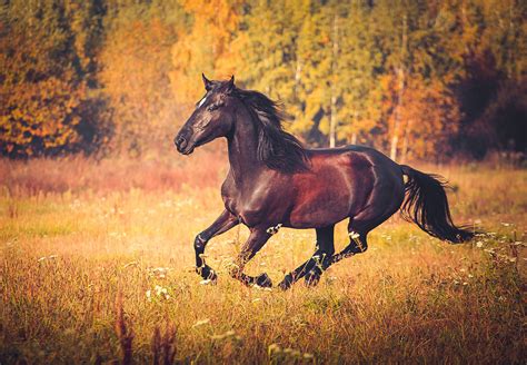 7 Of Russias Most Beautiful Animals Photos Russia Beyond