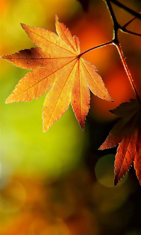 Download Free Mobile Phone Wallpaper Hd Autumn Leaves 2431