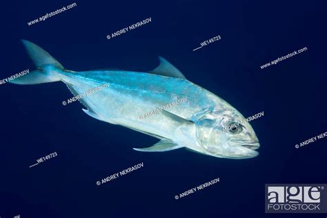 Greater Amberjack Or Allied Kingfish Seriola Dumerili On Blue