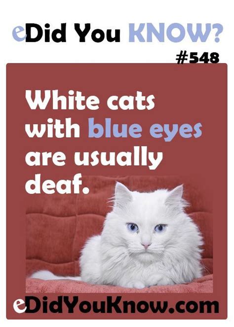 Maybe you would like to learn more about one of these? White cats with blue eyes are usually deaf. eDidYouKnow ...