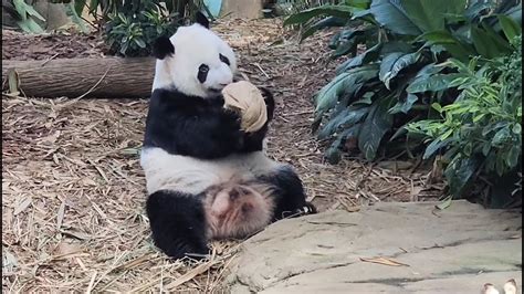 20230109 Giant Panda Kai Kai 凯凯 Eats Treats River Wonders Singapore