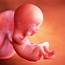 12 Weeks Pregnant Baby Development Symptoms & Signs  Week By