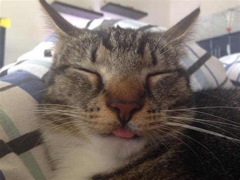 Blep Always Helps When Youre Sick Ireddit Submitted By Emdeemmma