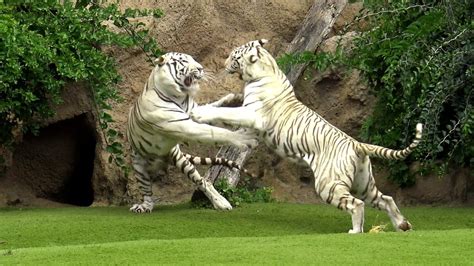 Loro Parque Tigers 4k Youtube