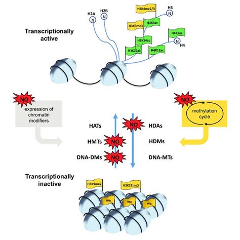 pdf redox dependent chromatin remodeling a new function of nitric oxide as architect of