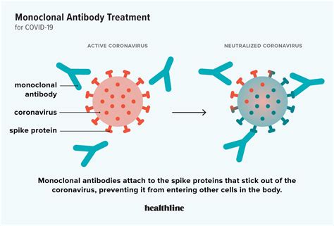 What Is Monoclonal Antibody Treatment And How Is It Used For Covid 19