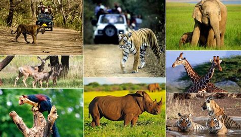 Famous Wildlife Sanctuaries In India Inside Indian Jungles