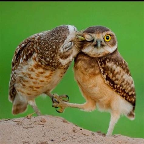 Kisses Cute Animals Kissing Animals Kissing Owl
