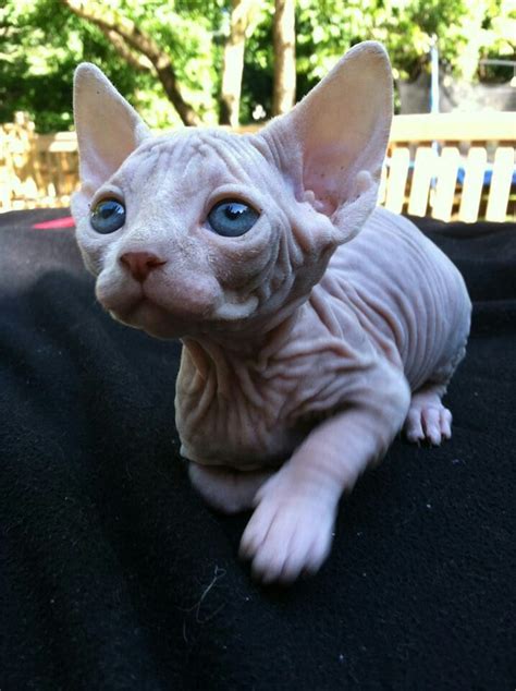 Look At This Sphynx Cats Blue Eyes Cats Cute Animals Sphynx Cat
