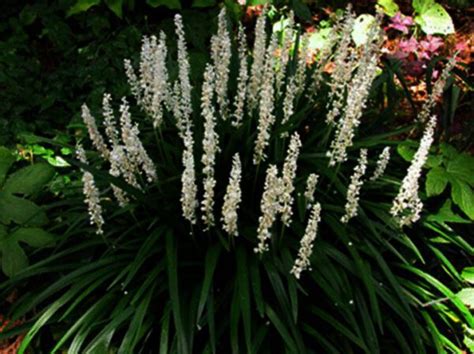 Liriope Muscari Monroe White Wit Leliegras Buxuskoning