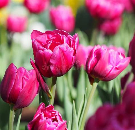 Pink Tulips In Full Bloom Stock Photo Image Of Background 146961912