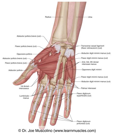 Muscles Of The Anterior Hand Deep View Learn Muscles