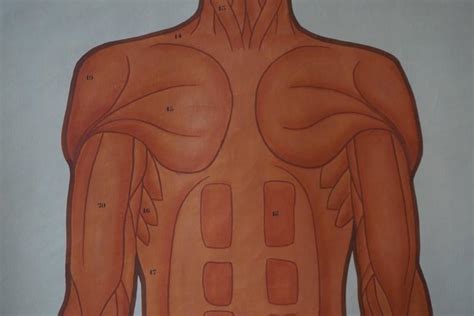 Vintage Anatomical Chart Muscular Structure Of Man For Sale At 1stdibs