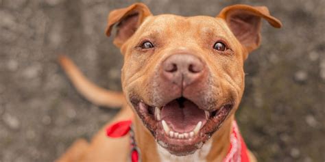 Recommendations for top low fat dog food brands. Do Dogs Smile? — Reasons and Meanings Behind Dogs' Smiles