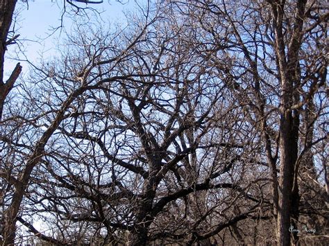 North Texas Trees Photograph By Amy Hosp