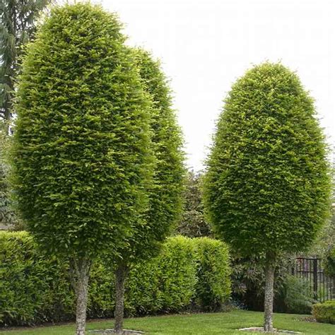 Carpinus Betula Fastigiata European Hornbeam Sugar Creek Gardens